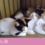 猫団子：ひつじ雲の近くで生まれた子猫を引き取り育てています。